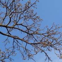 Terminalia bellirica (Gaertn.) Roxb.